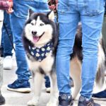 El 10 de octubre. Tercera Feria Canina Parque de la Sal