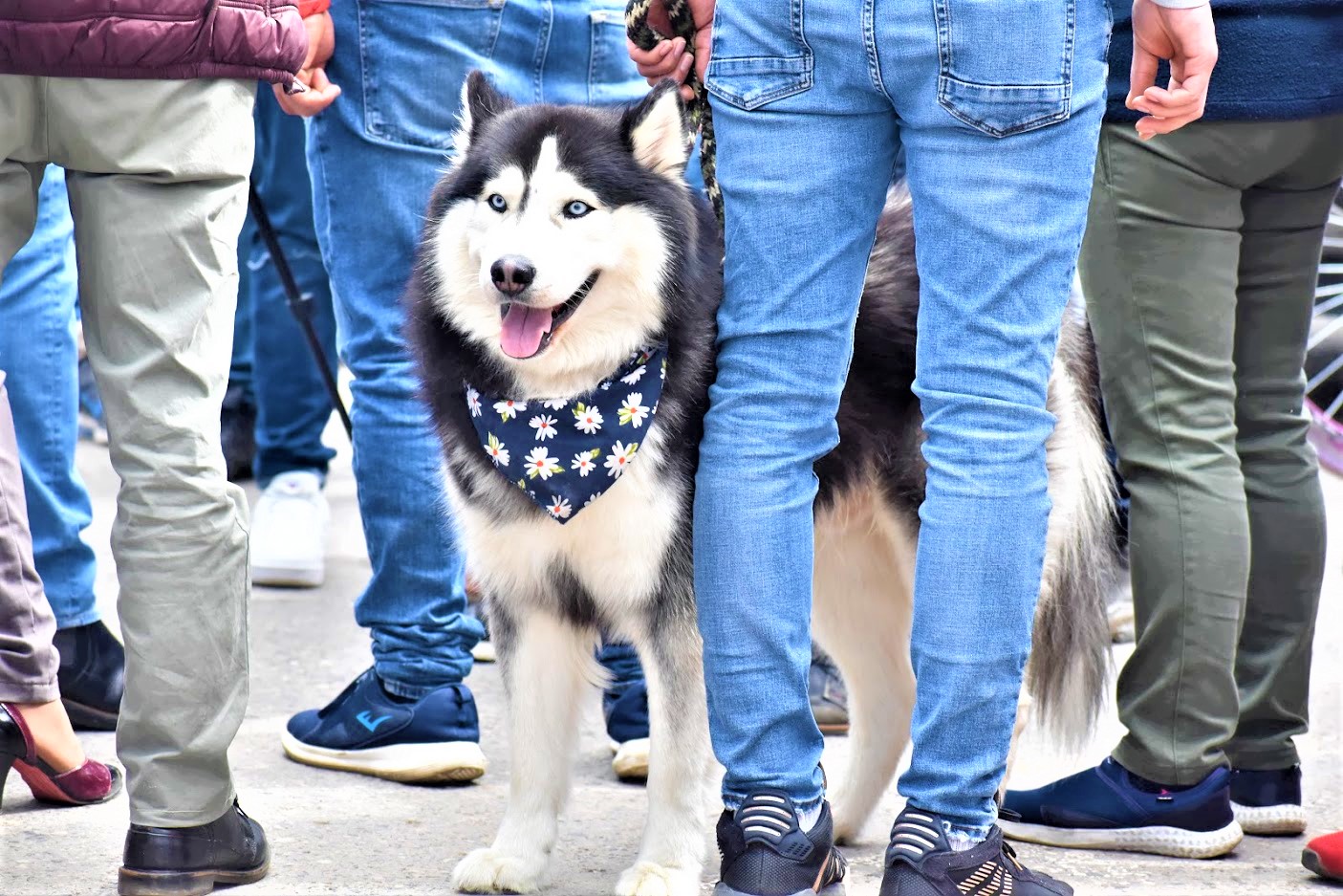 El 10 de octubre. Tercera Feria Canina Parque de la Sal