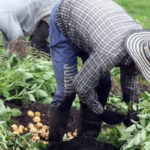 Gracias al campo Cundinamarca vende 247 billones anuales de su produccion agricola