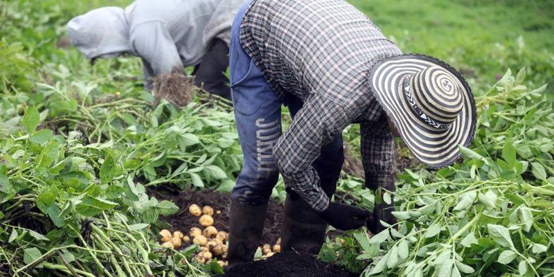 Gracias al campo Cundinamarca vende 247 billones anuales de su produccion agricola
