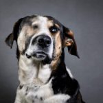 Imputado maltratador de Peter el perro que perdio un ojo a causa de un disparo en Zipaquira