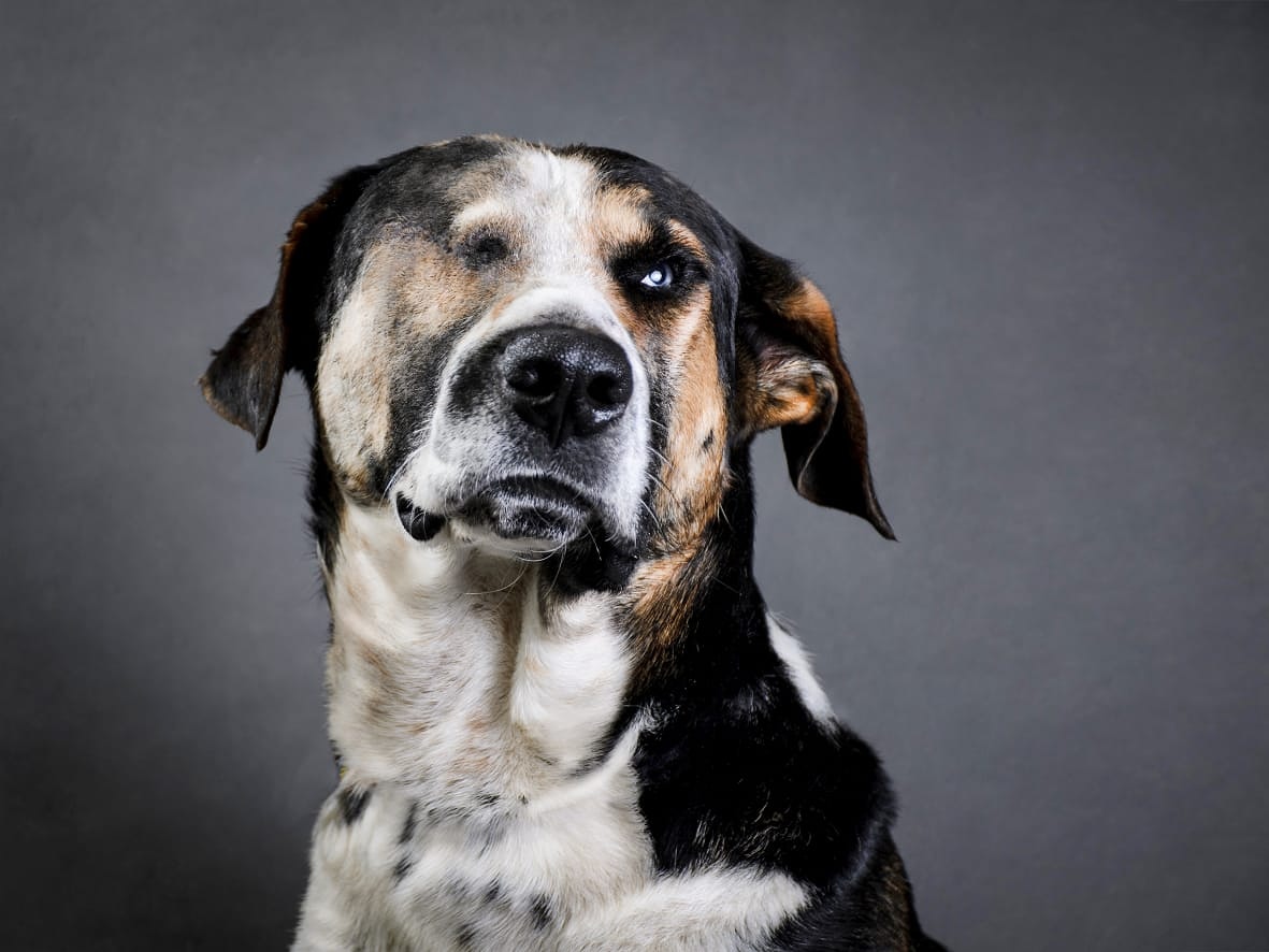Imputado maltratador de Peter el perro que perdio un ojo a causa de un disparo en Zipaquira