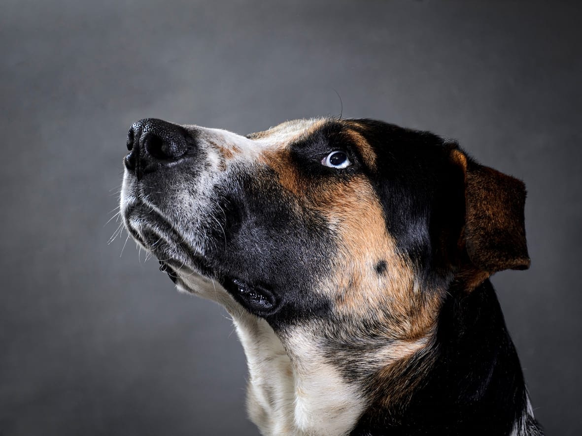 Imputado maltratador de Peter el perro que perdio un ojo a causa de un disparo en Zipaquira5