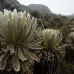 La proteccion de los paramos es una prioridad 1