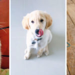 Minsalud invierte 8 mil millones para prevenir y controlar la rabia en mascotas