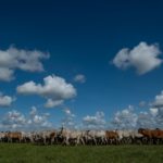 Colombia ya cuenta con el Sello Ambiental Ganadero iniciativa que busca promover practicas sostenibles