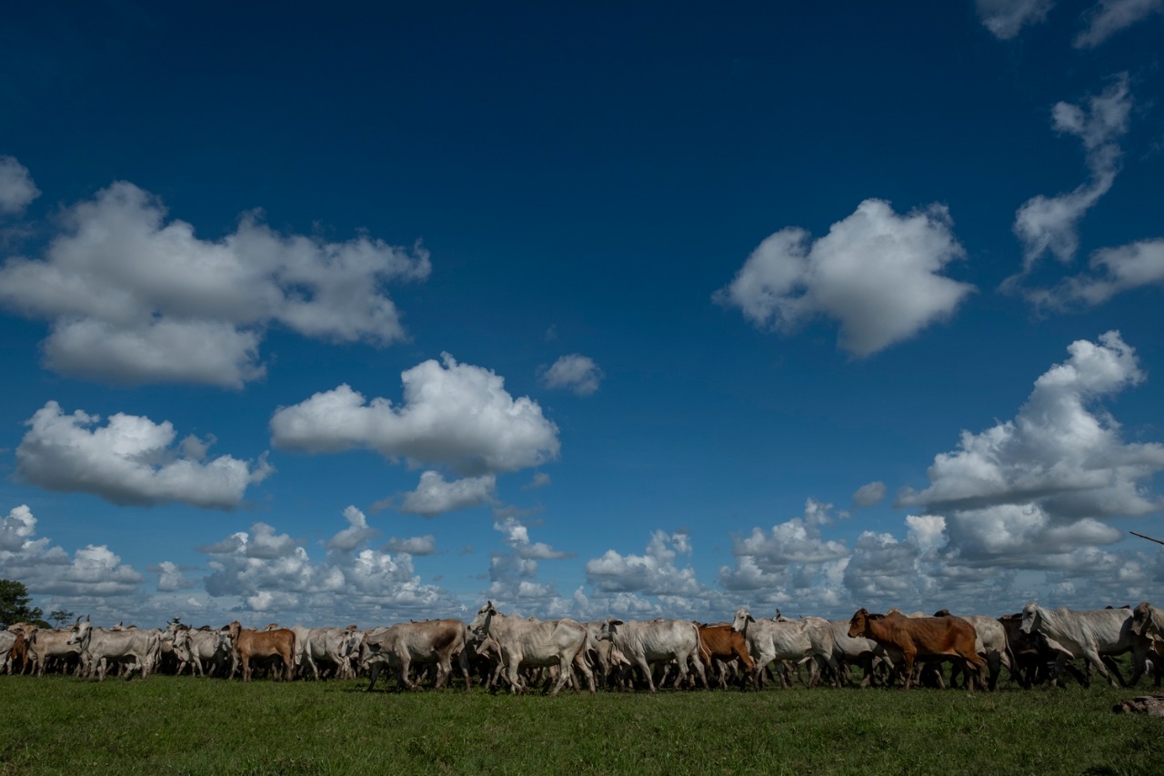 Colombia ya cuenta con el Sello Ambiental Ganadero iniciativa que busca promover practicas sostenibles