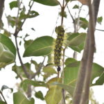 EAAAZ crea campana para la proteccion de orugas que hacen presencia en zona residencial de Zipaquira 2