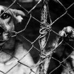 Judicializado hombre que le causo la muerte a un canino en Chia