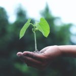 Mas de 72 millones de arboles en todo el pais mediante la Sembraton Nacional 1