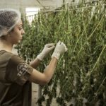 Multinacional inicio la construccion de una planta de extraccion de cannabis medicinal en Cundinamarca