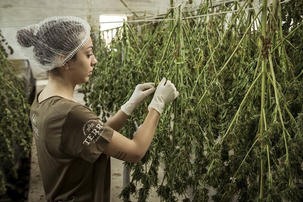 Multinacional inicio la construccion de una planta de extraccion de cannabis medicinal en Cundinamarca