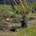 Sembraton en memoria de los zipaquirenos fallecidos por covid 19