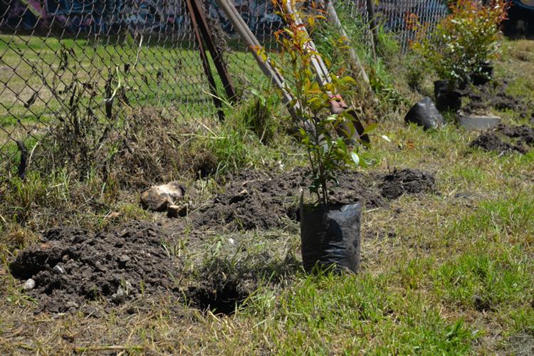 Sembraton en memoria de los zipaquirenos fallecidos por covid 19