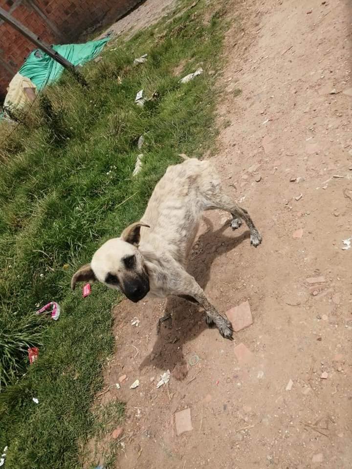 De hambre y presunta indiferencia muere una perrita en Nemocon