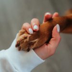 El heroe de 4 patas que salvo a su duena de ser victima de un feminicidio en Zipaquira