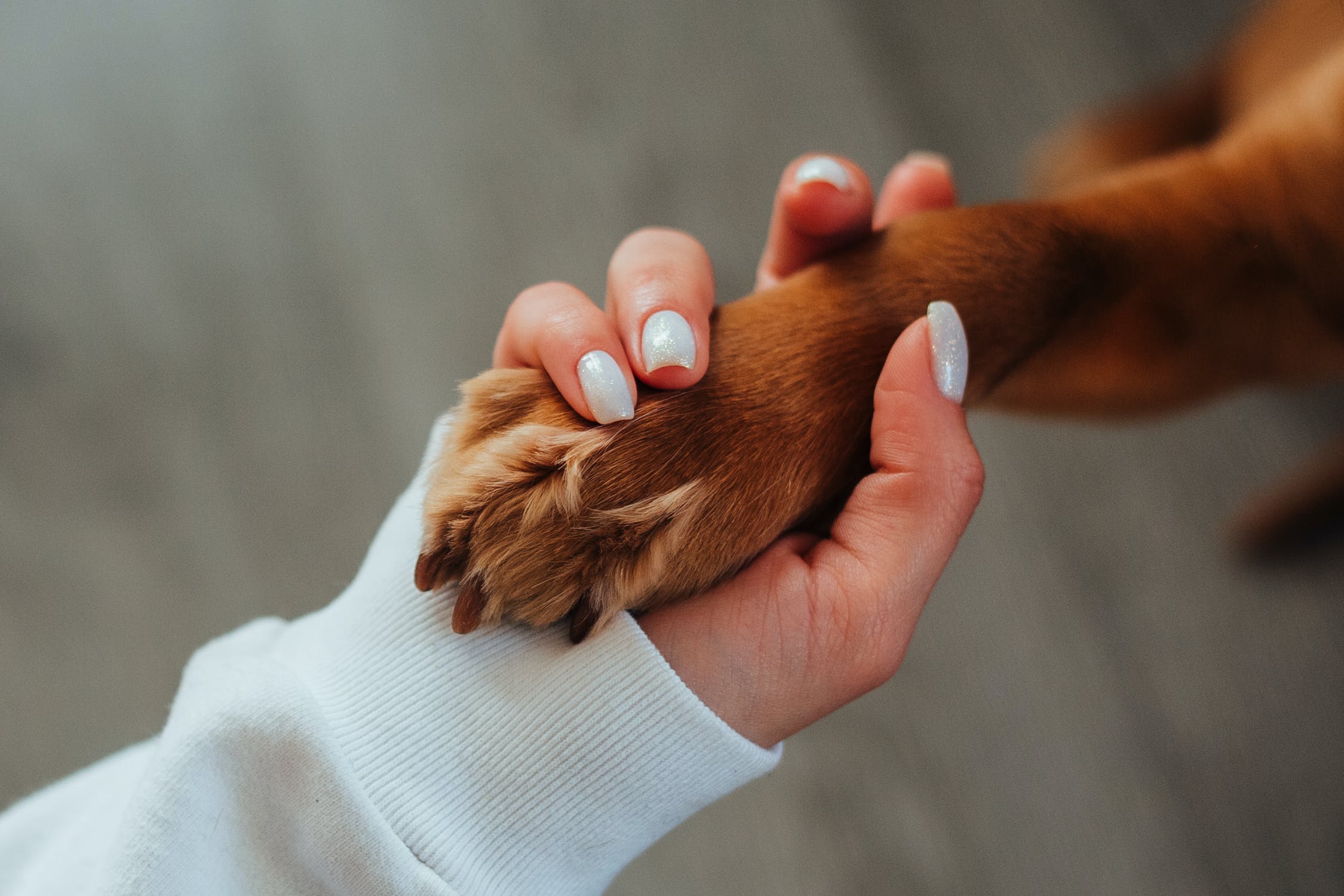 El heroe de 4 patas que salvo a su duena de ser victima de un feminicidio en Zipaquira