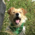 Alcaldia de Zipaquira y Alcalicoop juntos por el bienestar animal