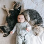 Dia Internacional de los Derechos Humanos y de los Animales