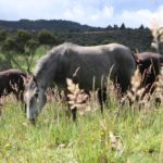 Incautados 9 equinos que deambulaban por el espacio publico de Zipaquira