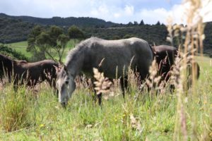 Incautados 9 equinos que deambulaban por el espacio publico de Zipaquira copia