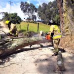 Bomberos de Zipaquira atendieron caida de arbol que estaba obstruyendo la via1
