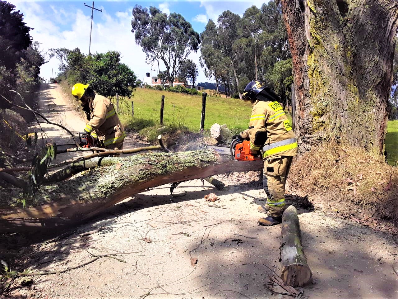Bomberos de Zipaquira atendieron caida de arbol que estaba obstruyendo la via1