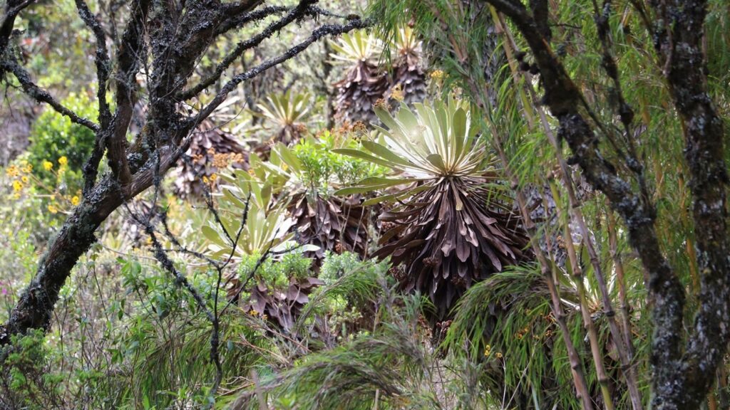 Frailejo reserva