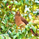 Llamado para proteger y conservar a las aves migratorias