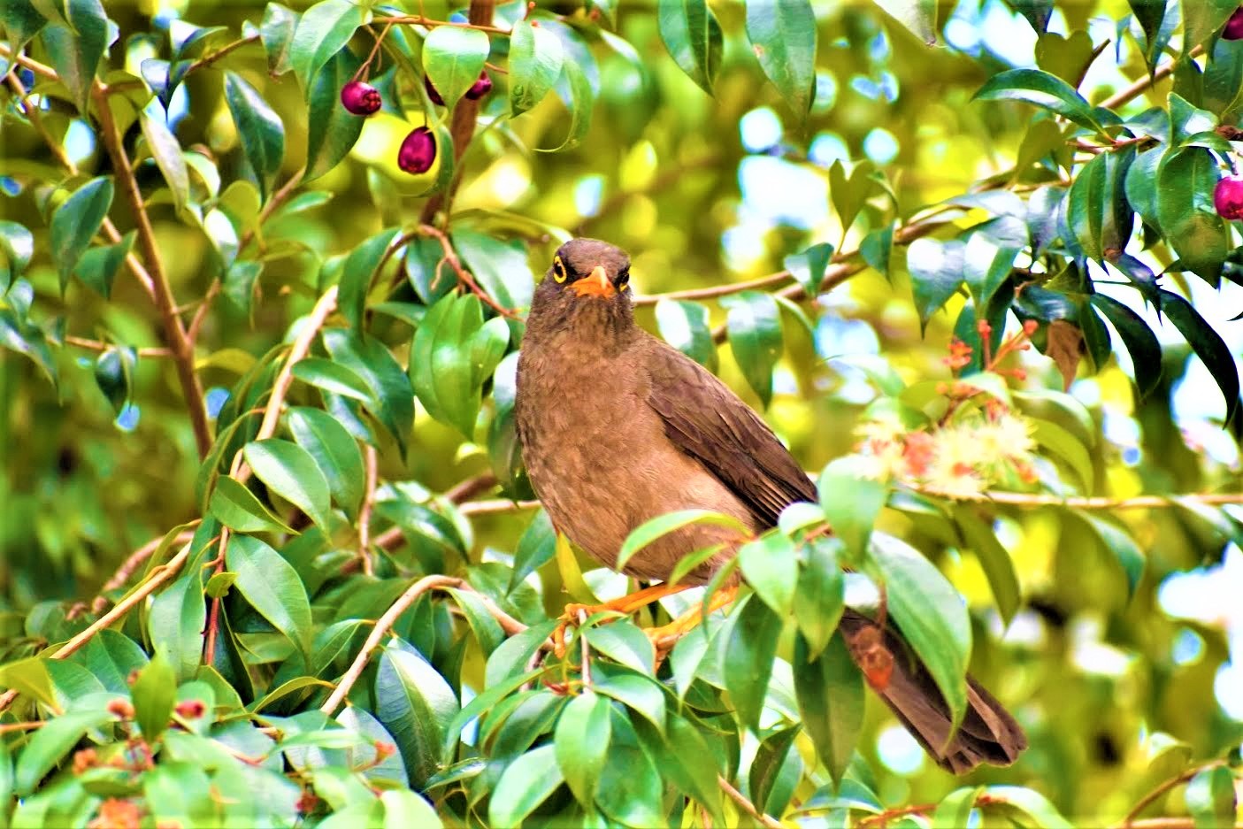 Llamado para proteger y conservar a las aves migratorias