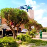 Se realizo mantenimiento y poda de arboles en Barandillas