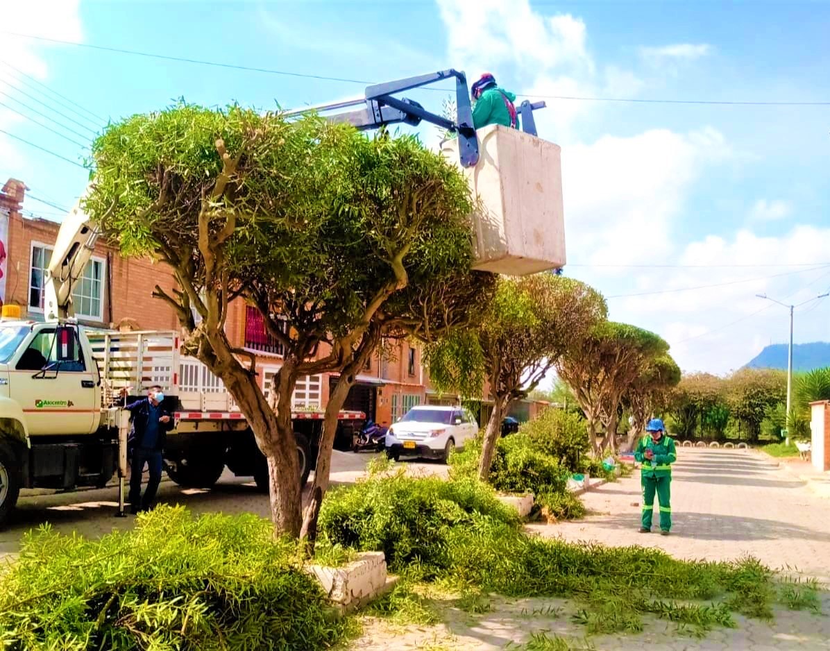Se realizo mantenimiento y poda de arboles en Barandillas