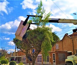 Se realizo mantenimiento y poda de arboles en Barandillas2