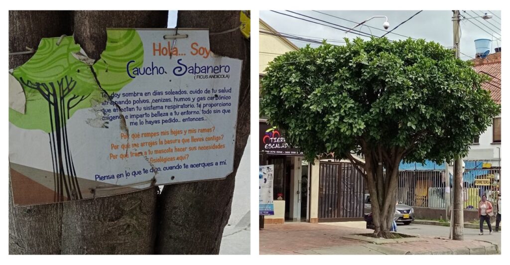 Arbol 2
