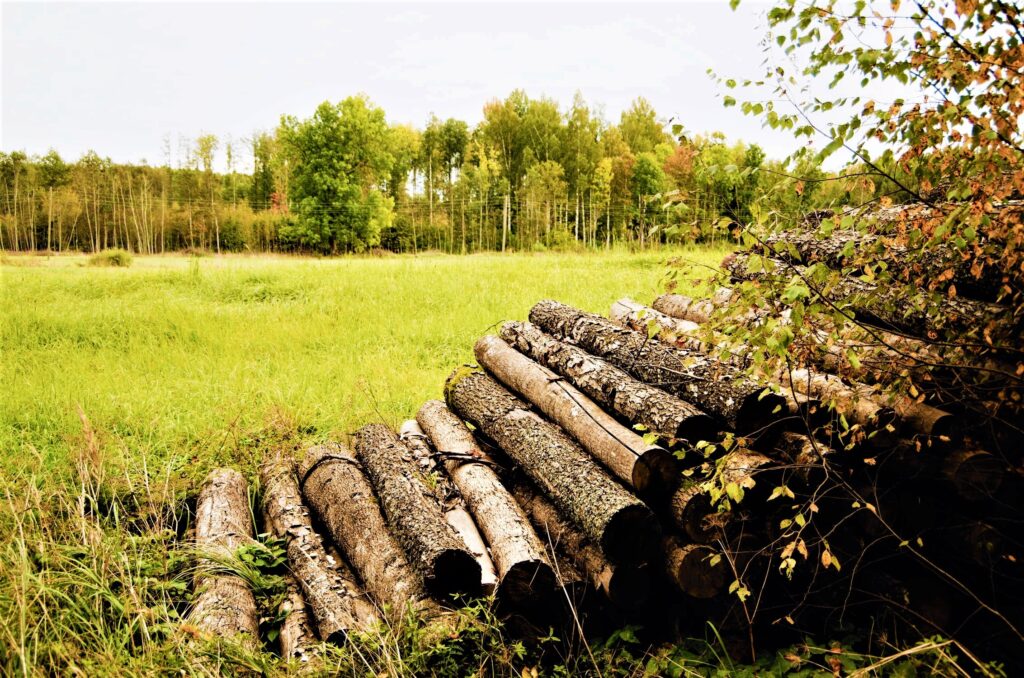 Diariamente se estan talando 500 hectareas de bosque en Colombia