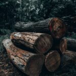 Diariamente se estan talando 500 hectareas de bosque en Colombia1