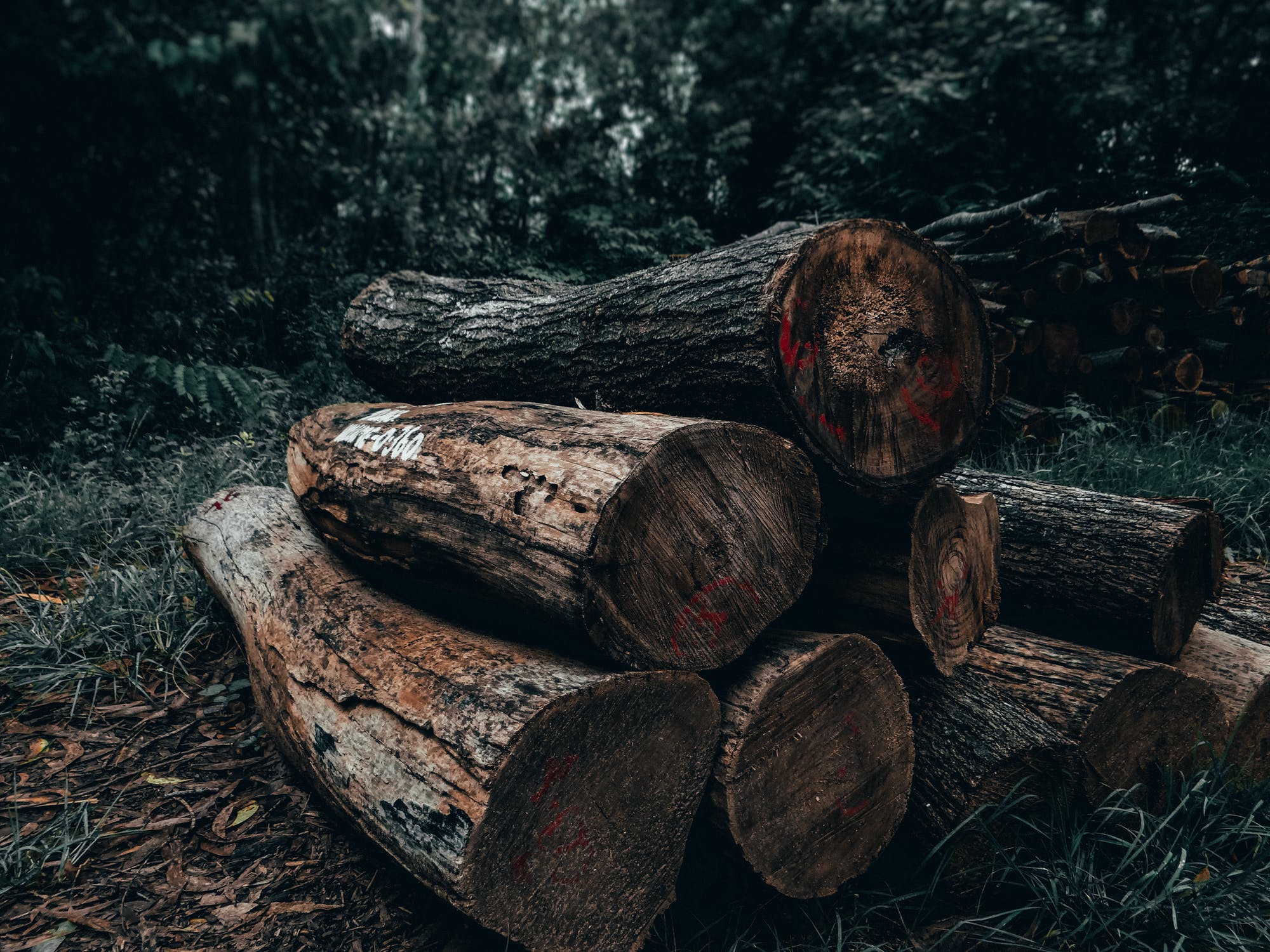Diariamente se estan talando 500 hectareas de bosque en Colombia1