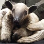 oso2