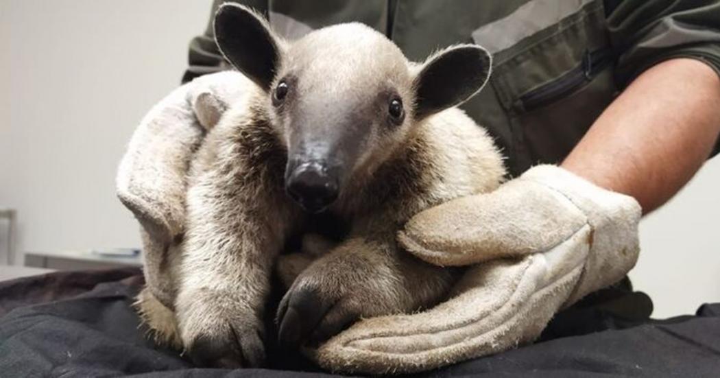 oso2