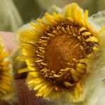 E.saboyana6