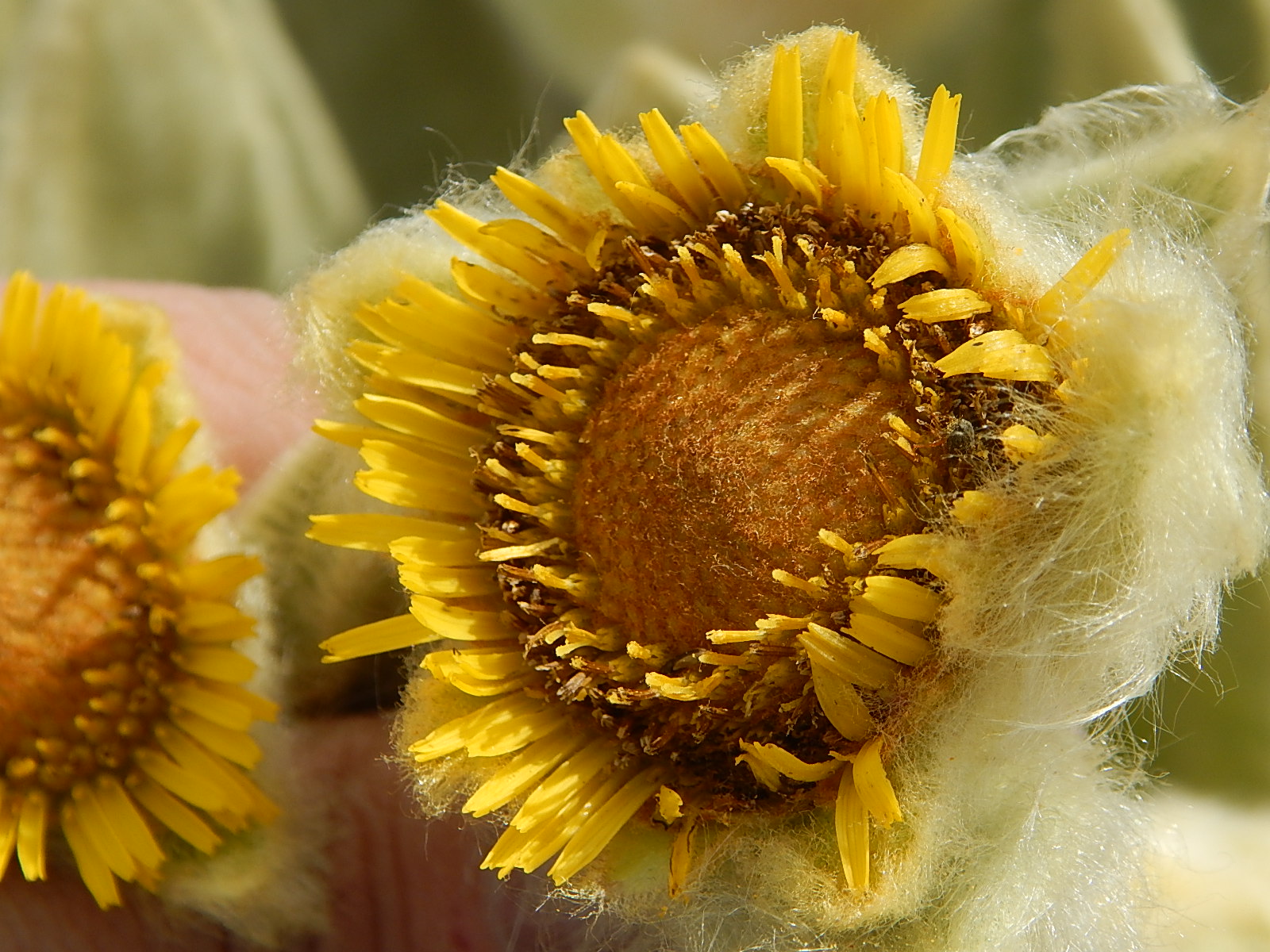 E.saboyana6