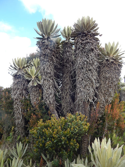 E.saboyana9