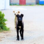 Chia culmino la primera etapa de su Politica Publica de Proteccion y Bienestar Animal1