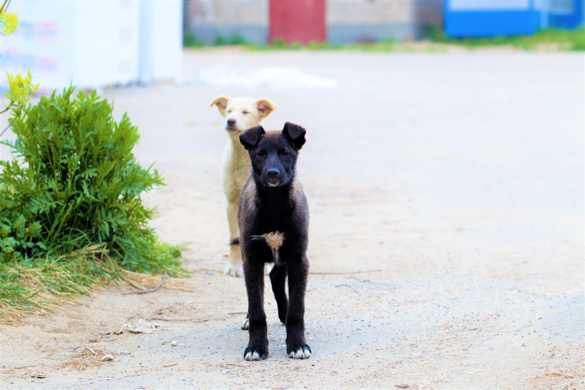 Chia culmino la primera etapa de su Politica Publica de Proteccion y Bienestar Animal1