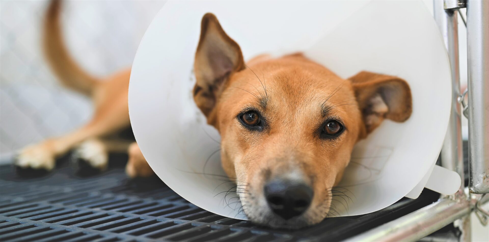 Chia culmino la primera etapa de su Politica Publica de Proteccion y Bienestar Animal2