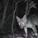 Mas de 200 especies de fauna han sido identificadas en zonas rurales de Chia