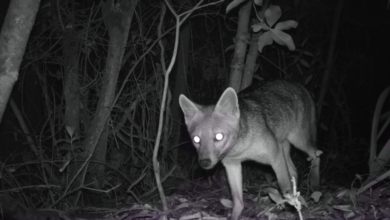 Mas de 200 especies de fauna han sido identificadas en zonas rurales de Chia