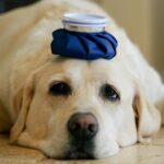 blue ice pack on a sick dog s head 2021 08 30 06 41 14 utc