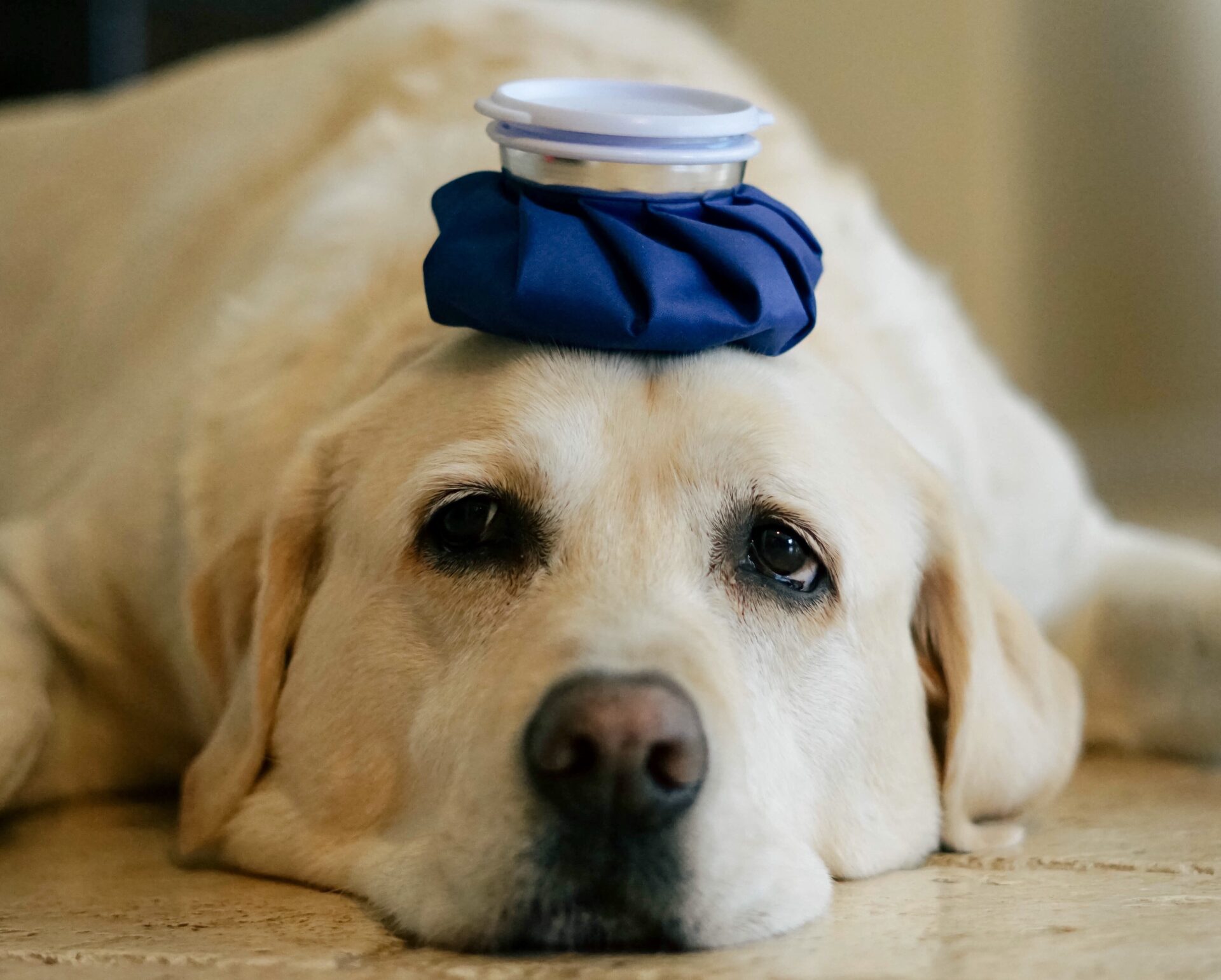 blue ice pack on a sick dog s head 2021 08 30 06 41 14 utc