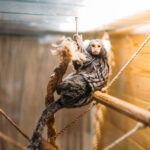 exotic domestic animal pet shop 2021 08 26 16 26 08 utc